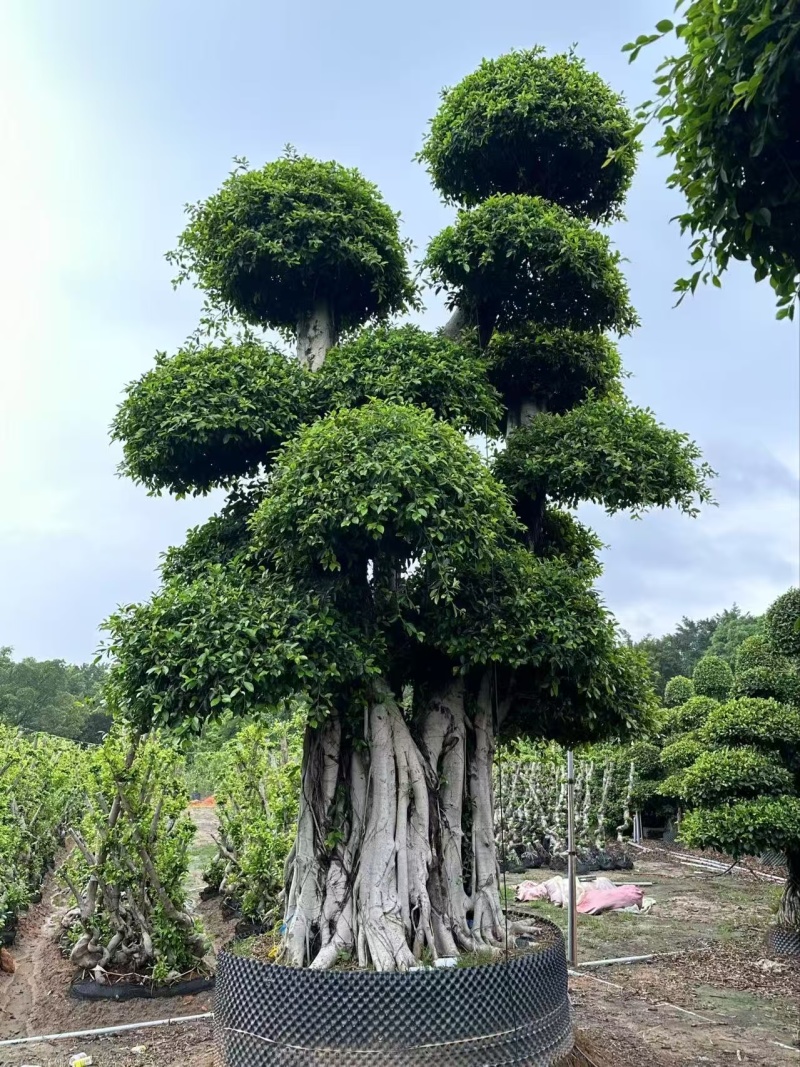 造型榕树，外观漂亮，质量保证，产地看货拉货