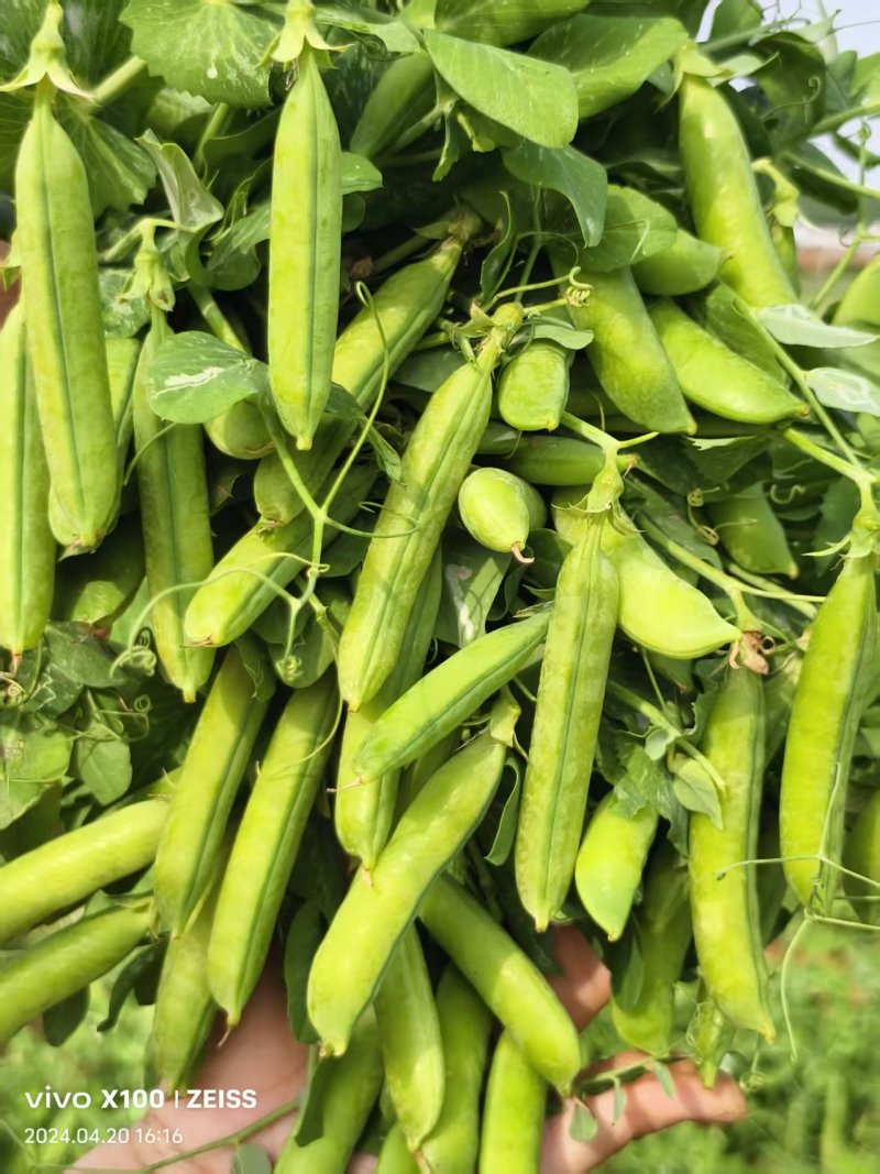 河南精品青豌豆大量上市颗粒饱满现摘现发质量保证