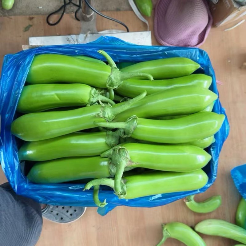 精品青茄子大量上市现采现发对接超市食堂市场