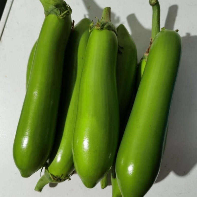 精品青茄子大量上市现采现发对接超市食堂市场
