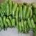精品青茄子大量上市现采现发对接超市食堂市场