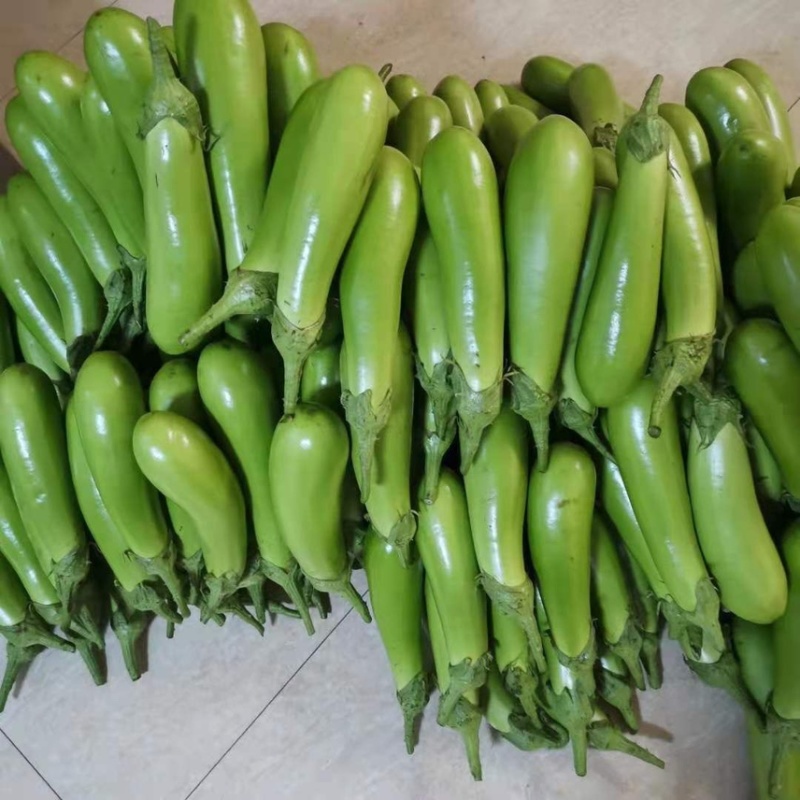 精品青茄子大量上市现采现发对接超市食堂市场