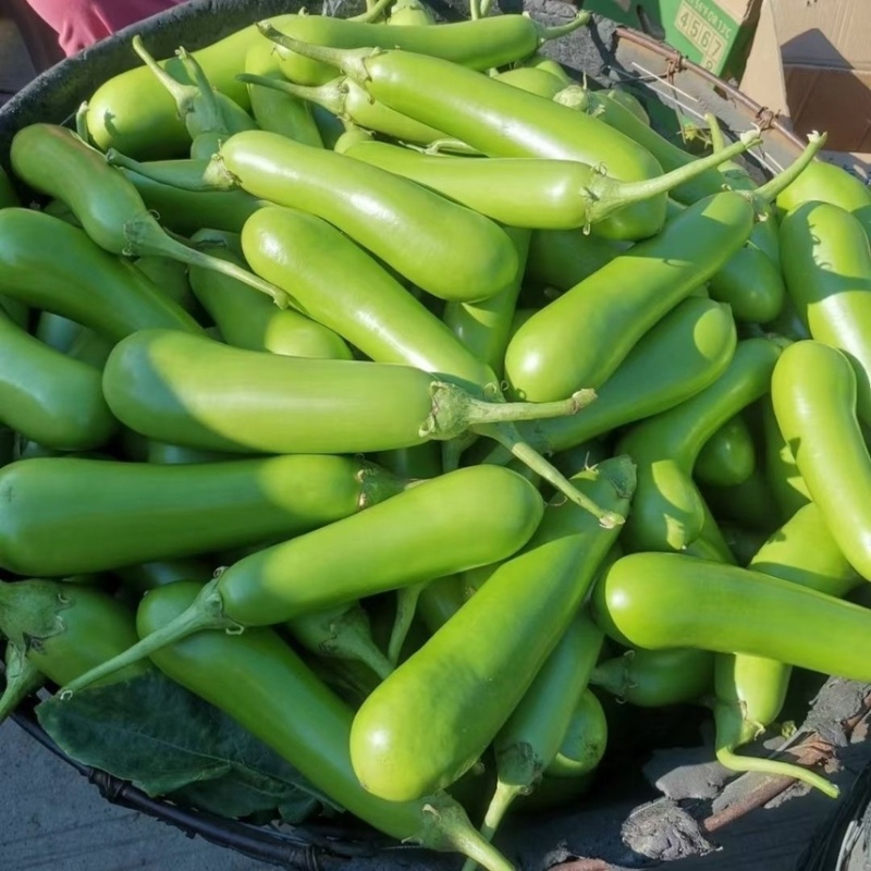 精品青茄子大量上市现采现发对接超市食堂市场
