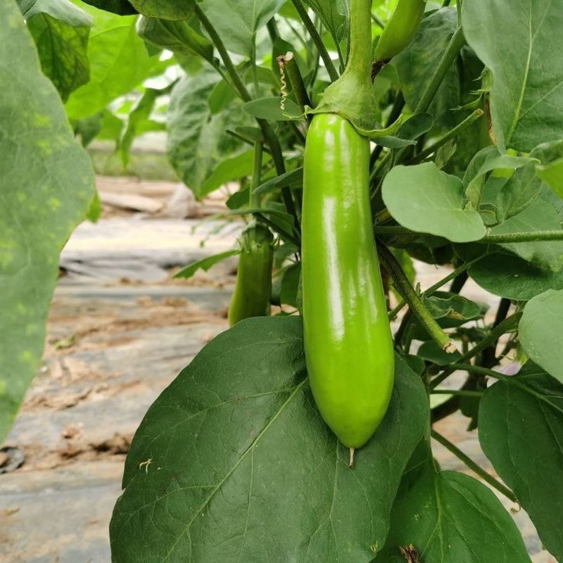 精品青茄子大量上市现采现发对接超市食堂市场