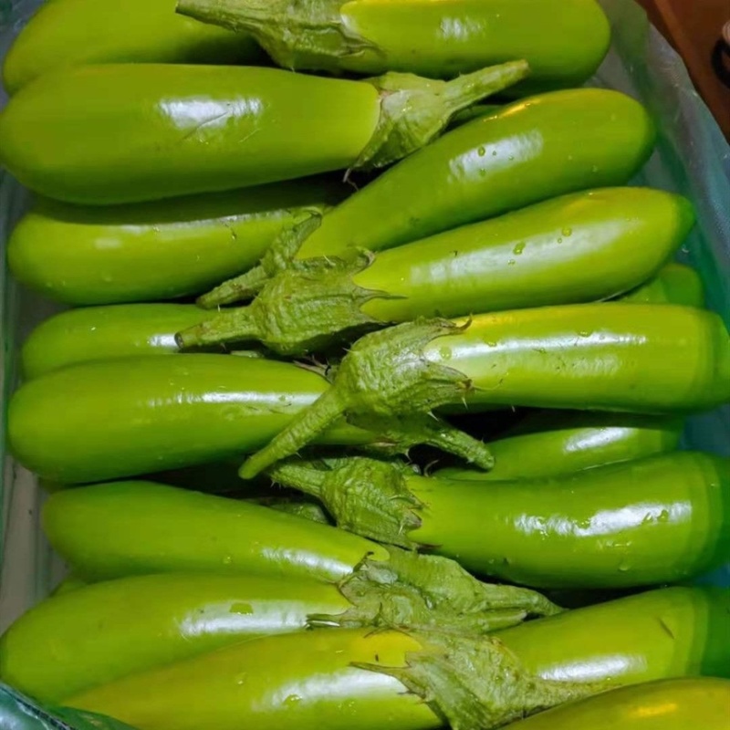 精品青茄子大量上市现采现发对接超市食堂市场
