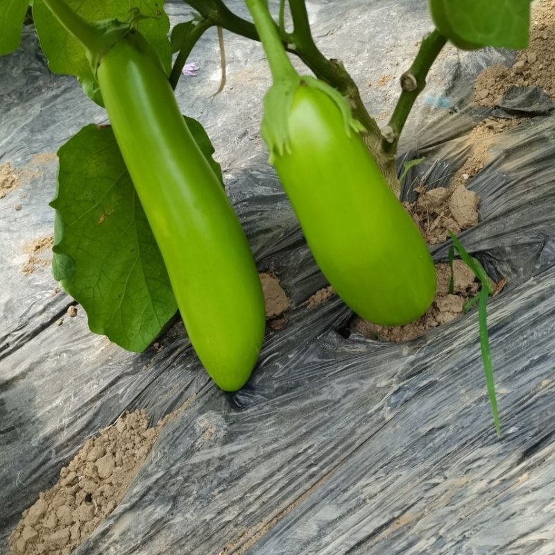 精品青茄子大量上市现采现发对接超市食堂市场