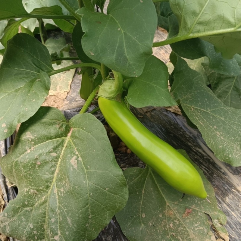 精品青茄子大量上市现采现发对接超市食堂市场