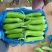 精品青茄子大量上市现采现发对接超市食堂市场