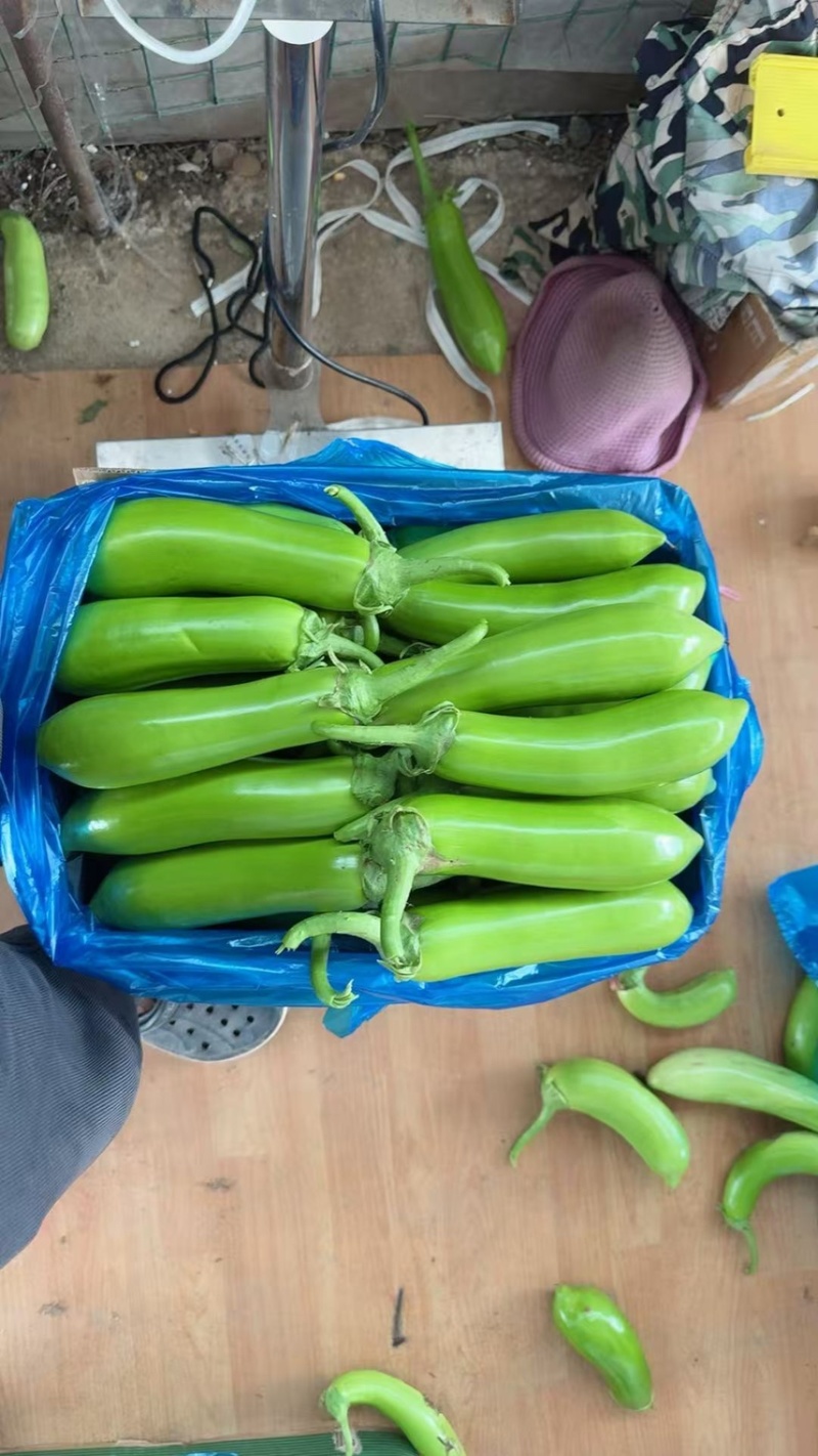 精品青茄子大量上市现采现发对接超市食堂市场