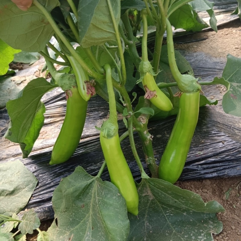 精品青茄子大量上市现采现发对接超市食堂市场