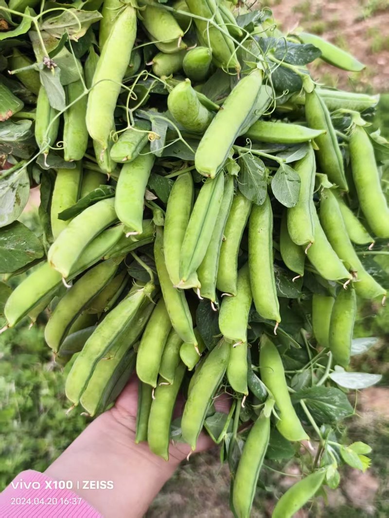 河南精品豌豆中豌九号颗粒饱满现摘现发全国代发