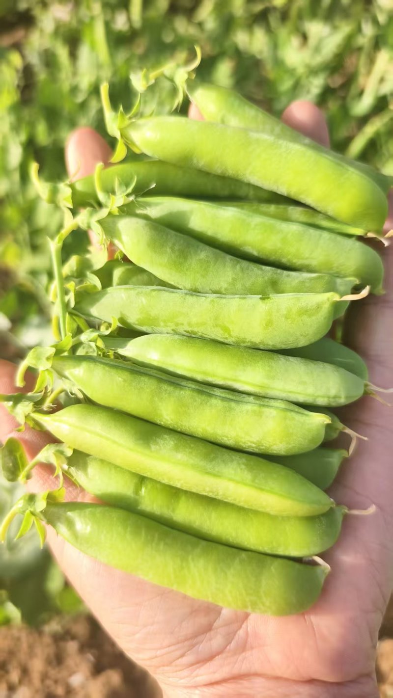 河南精品豌豆中豌九号颗粒饱满现摘现发全国代发