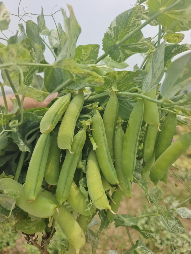 河南精品豌豆中豌九号颗粒饱满现摘现发全国代发