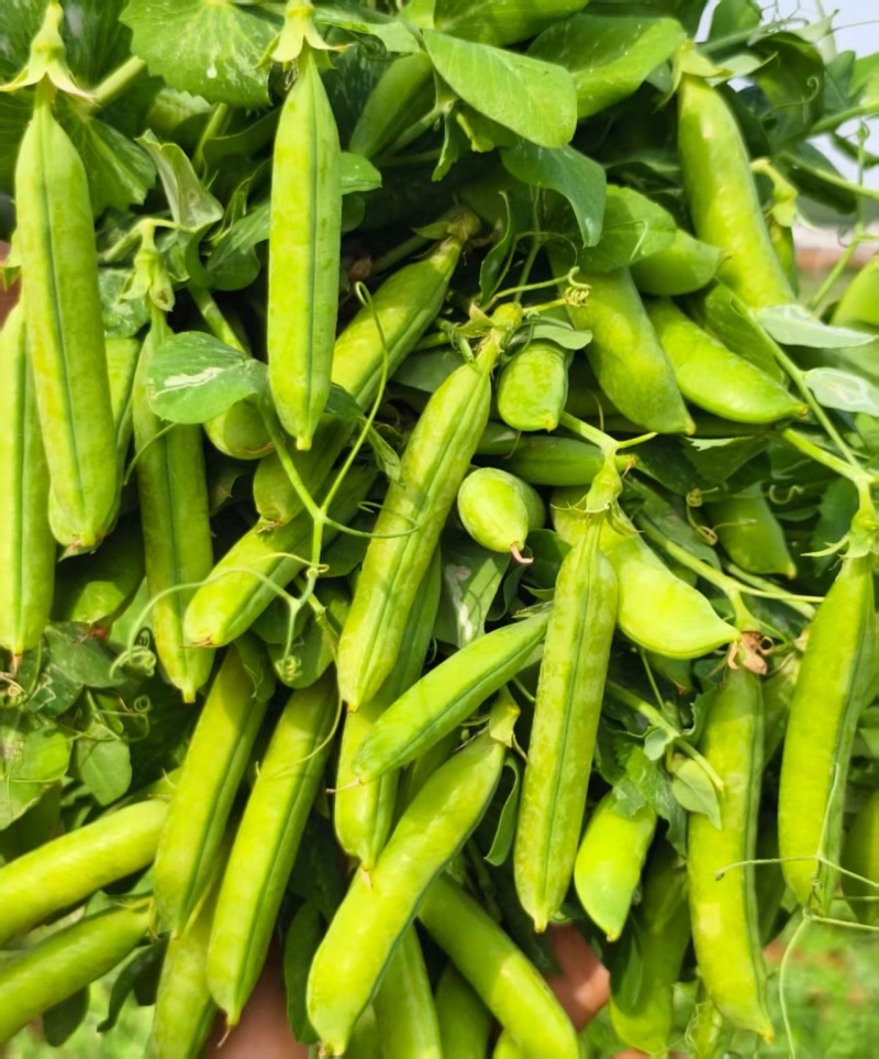 河南精品豌豆中豌九号颗粒饱满现摘现发全国代发