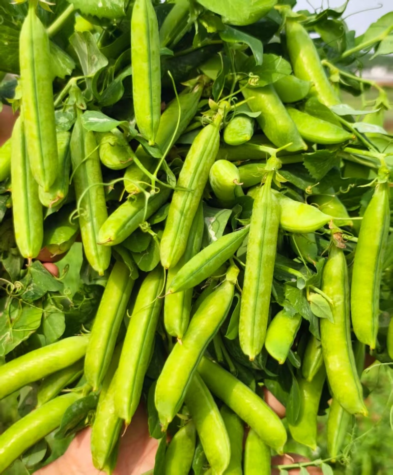 河南精品豌豆中豌九号颗粒饱满现摘现发全国代发