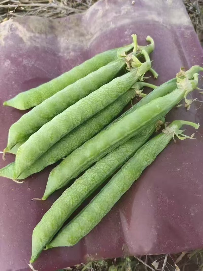 河南豌豆中豌11号长寿仁中豌九号大量有货现摘现发