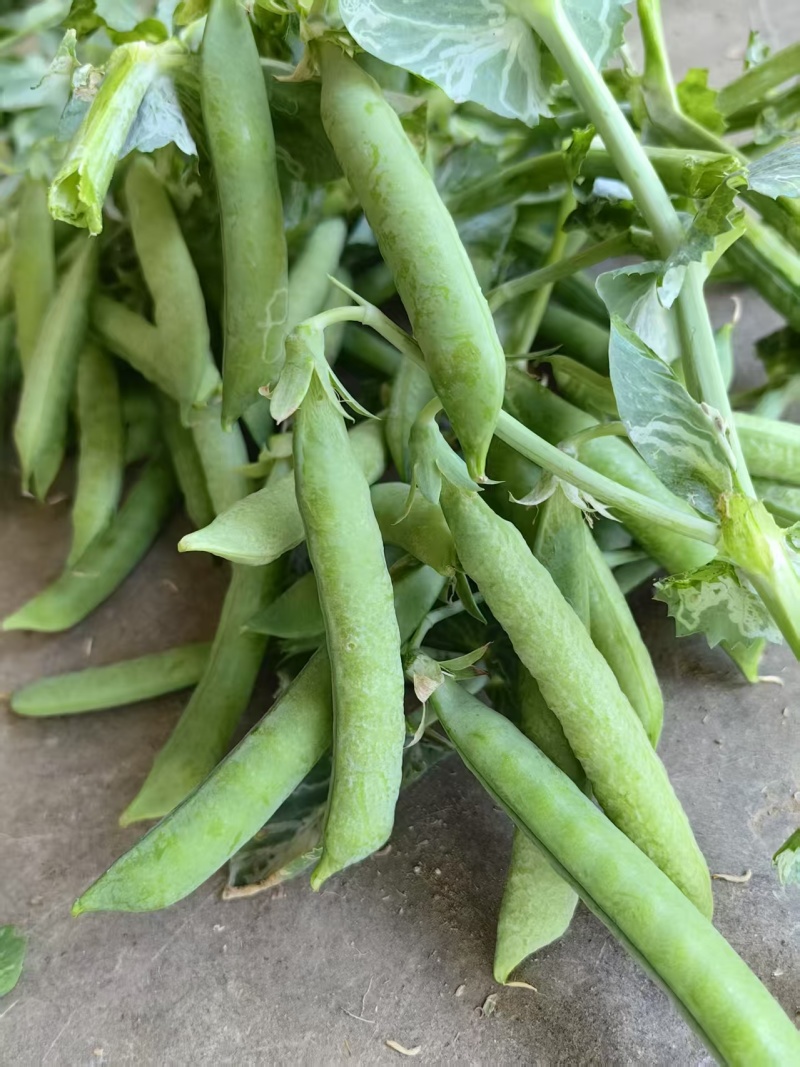 河南豌豆中豌11号长寿仁中豌九号大量有货现摘现发