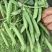 河南豌豆中豌11号长寿仁中豌九号大量有货现摘现发