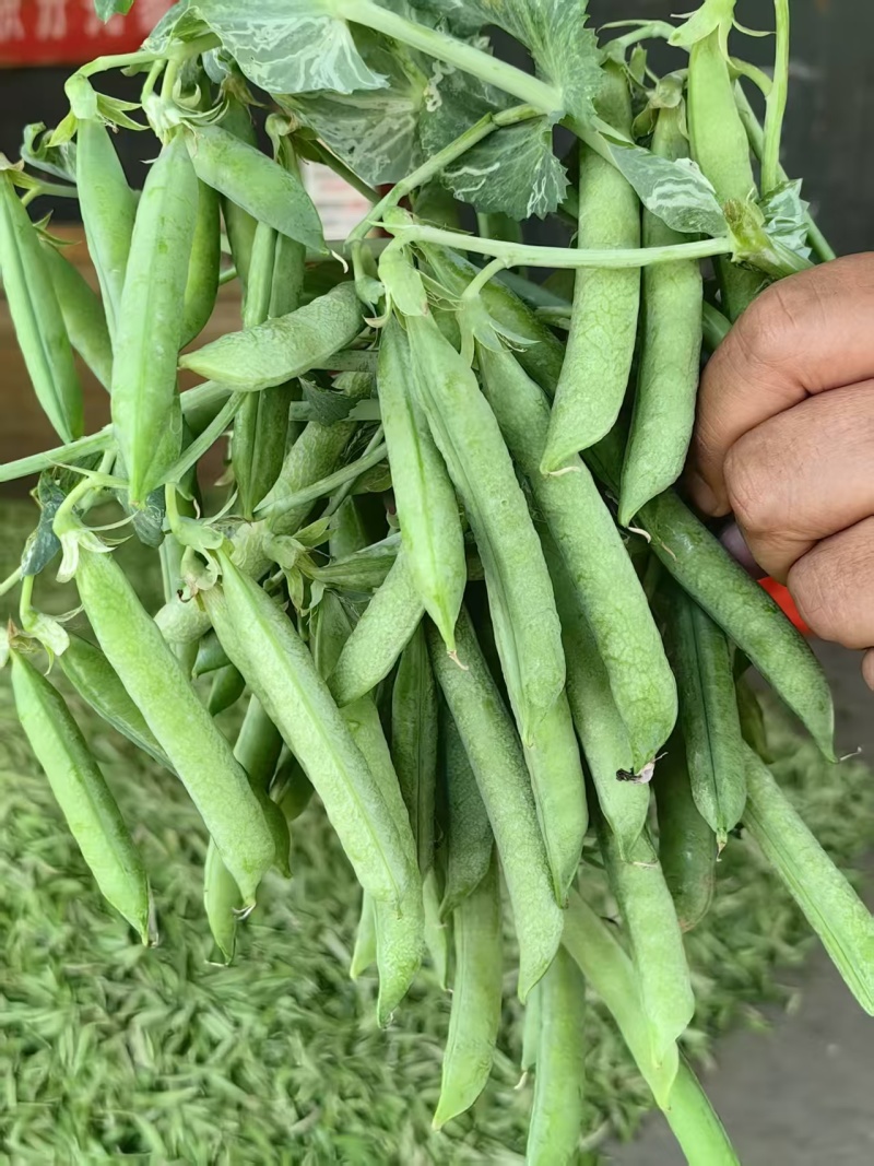河南豌豆中豌11号长寿仁中豌九号大量有货现摘现发