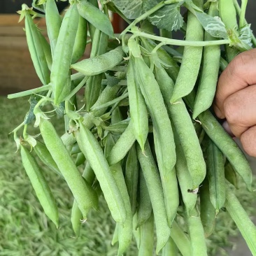 河南豌豆中豌11号长寿仁中豌九号大量有货现摘现发