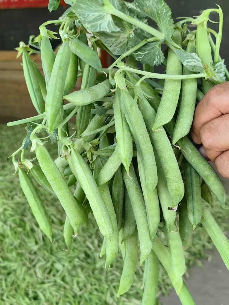 河南豌豆中豌11号长寿仁中豌九号大量有货现摘现发