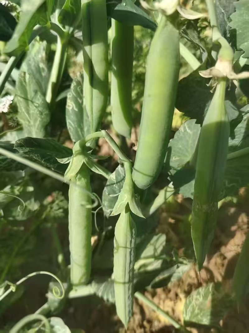 河南豌豆中豌11号长寿仁中豌九号大量有货现摘现发