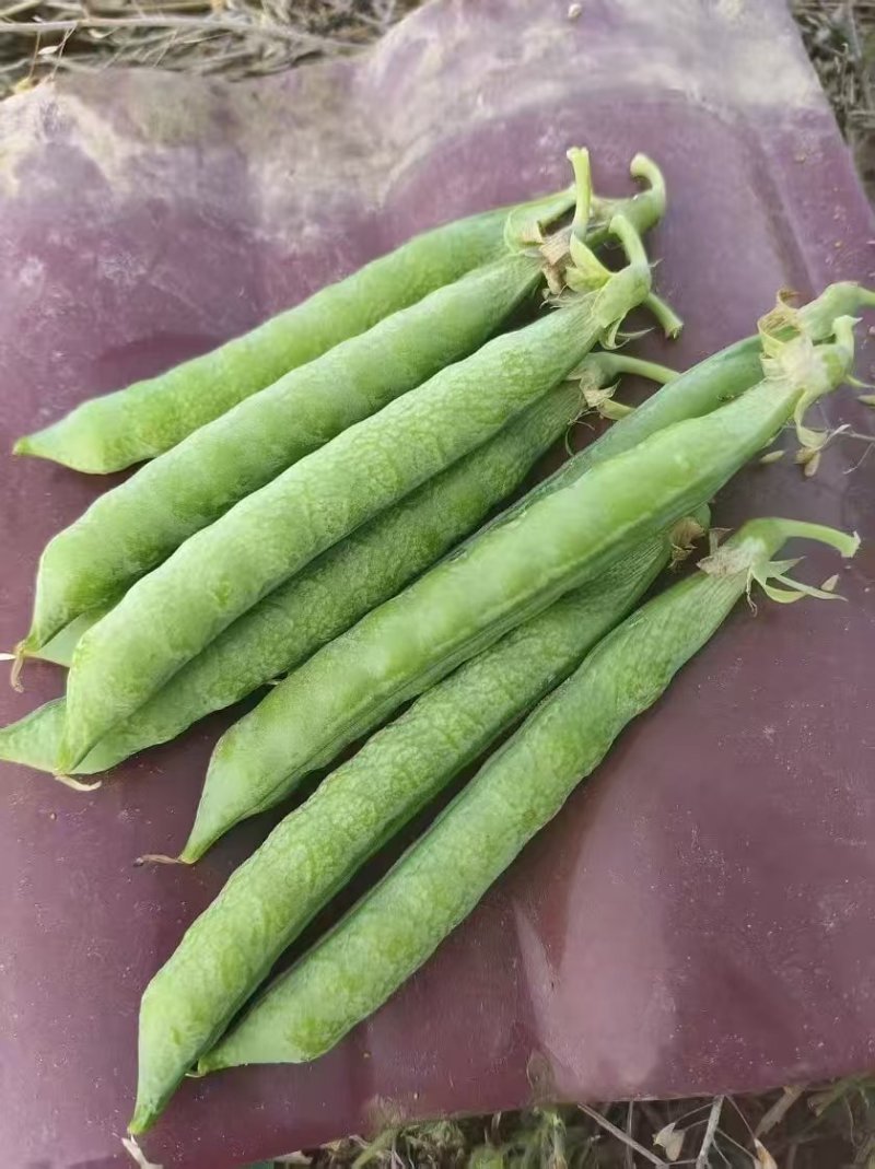河南豌豆中豌11号长寿仁中豌九号大量有货现摘现发