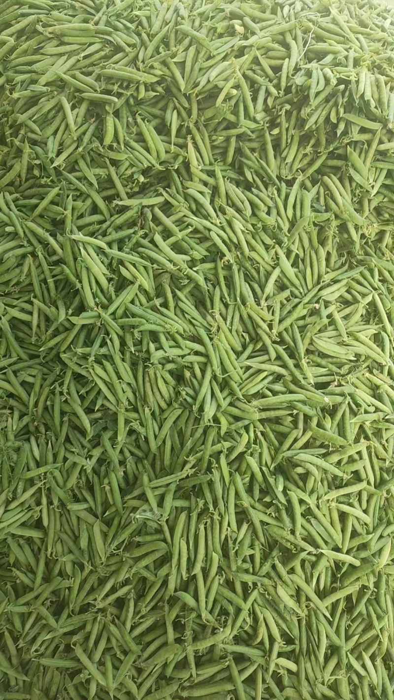 河南豌豆中豌11号长寿仁中豌九号大量有货现摘现发