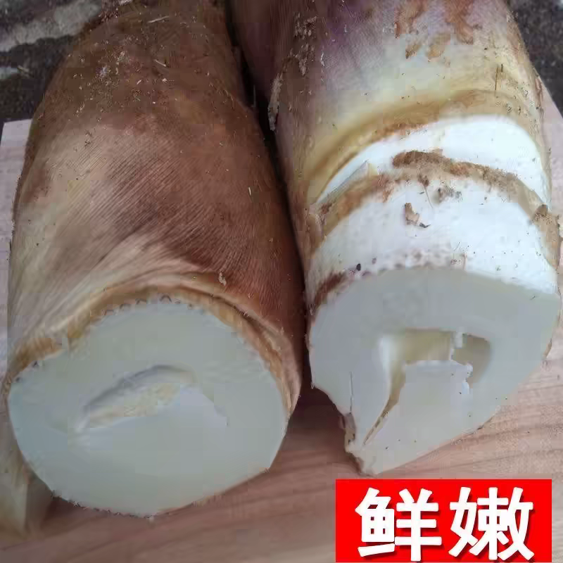2026春笋新鲜现挖湖南野生竹笋黄泥大春笋楠竹嫩笋子甜带