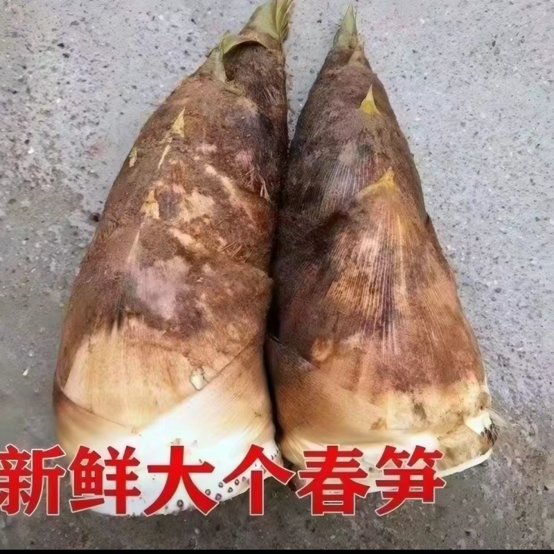 2026春笋新鲜现挖湖南野生竹笋黄泥大春笋楠竹嫩笋子甜带