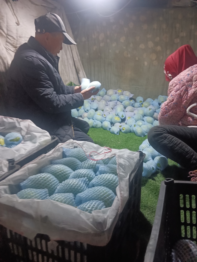 景泰精品早酥梨，口感香甜，核小汁多，光泽亮丽，属优质产品