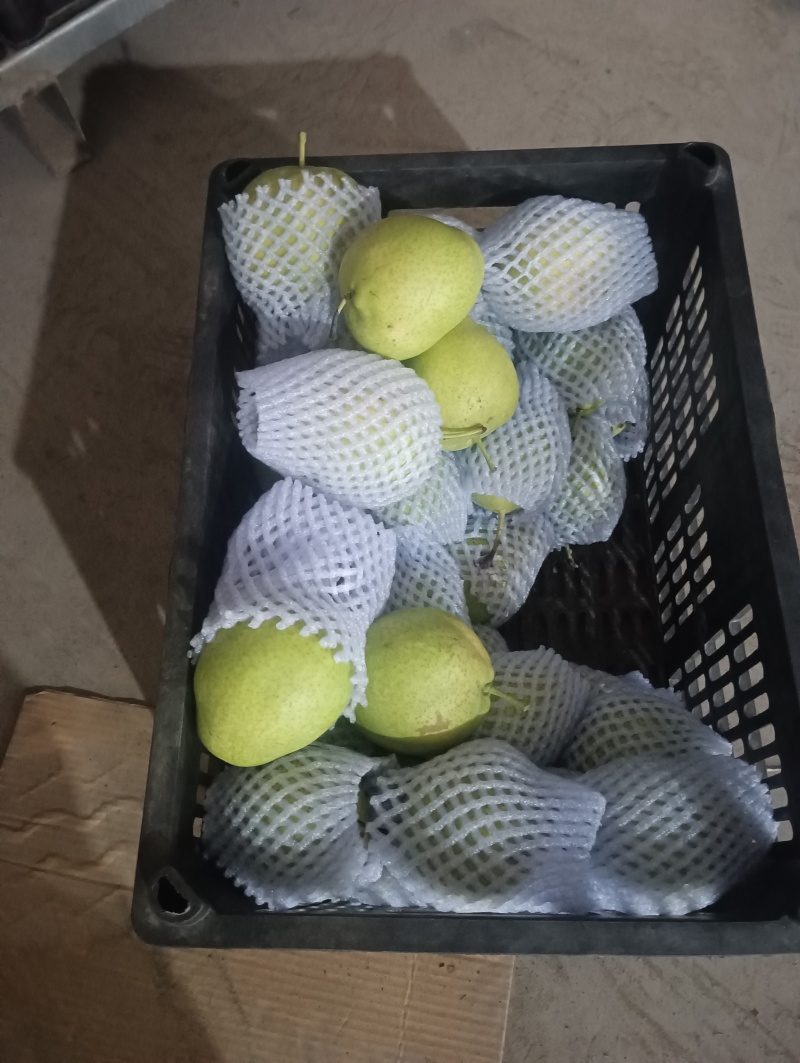 景泰精品早酥梨，口感香甜，核小汁多，光泽亮丽，属优质产品