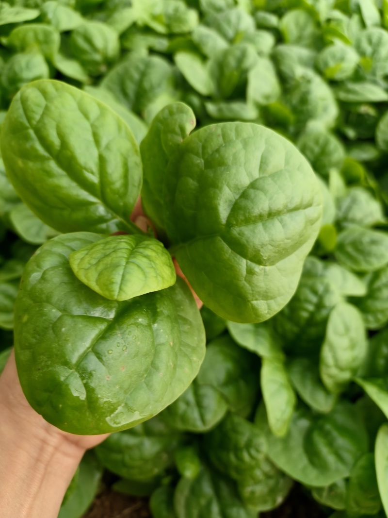豆腐菜木耳菜