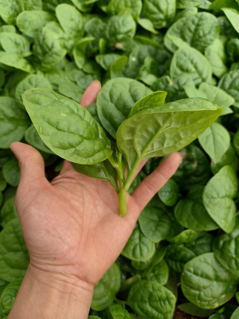 豆腐菜木耳菜
