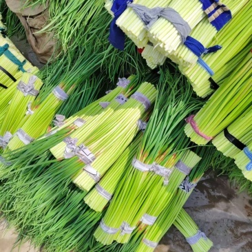 大量供应河南蒜苔价格美丽，一手货源