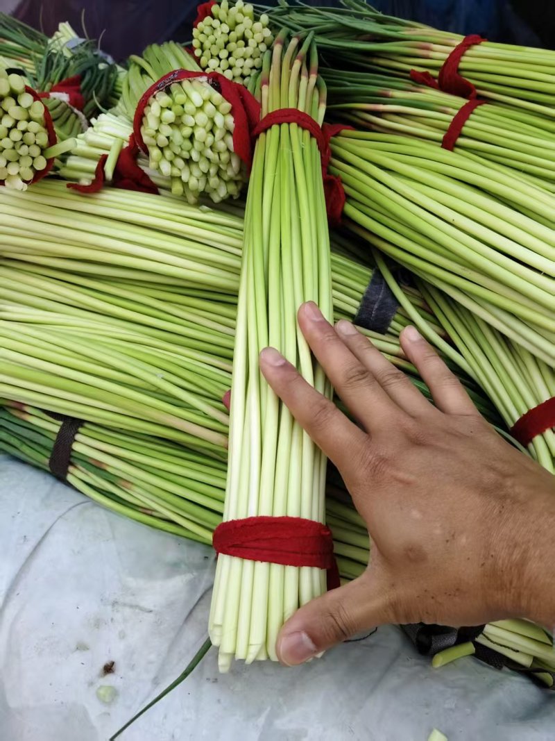 大量供应河南蒜苔价格美丽，一手货源