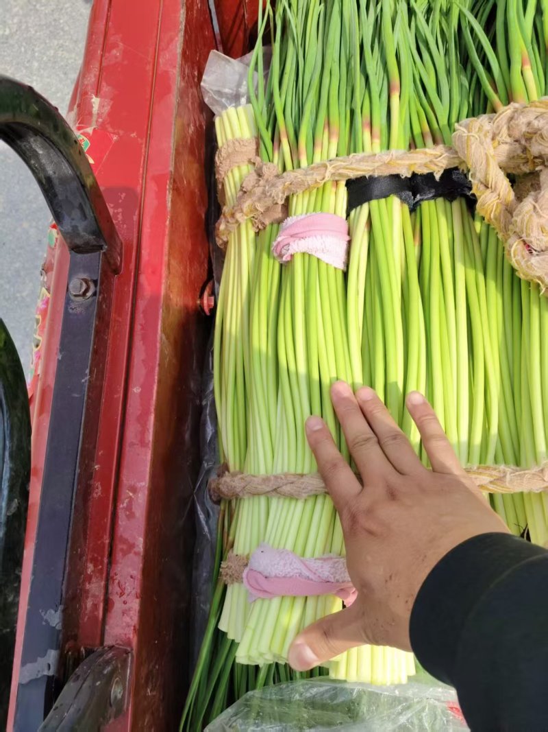 大量供应河南蒜苔价格美丽，一手货源