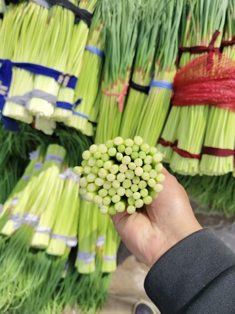 大量供应河南蒜苔价格美丽，一手货源