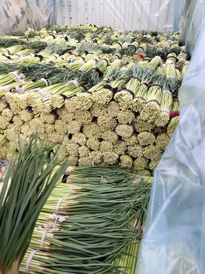大量供应河南蒜苔价格美丽，一手货源