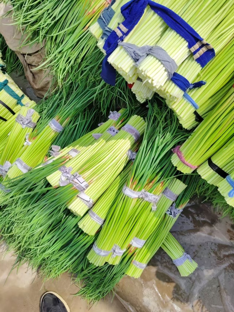 大量供应河南蒜苔价格美丽，一手货源