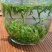 湖南湘西保靖黄金茶。