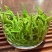 湖南湘西保靖黄金茶。