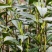 湖南湘西保靖黄金茶。