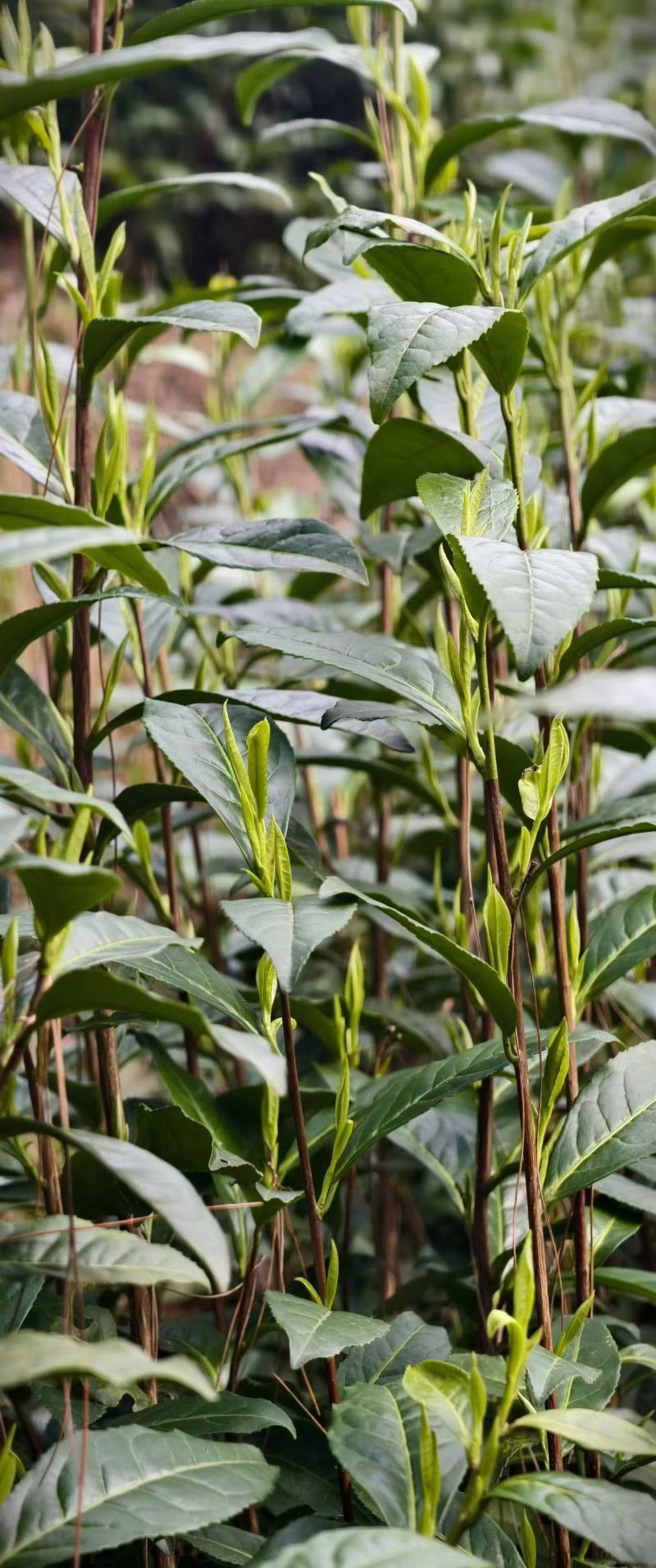 湖南湘西保靖黄金茶。