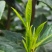 湖南湘西保靖黄金茶。