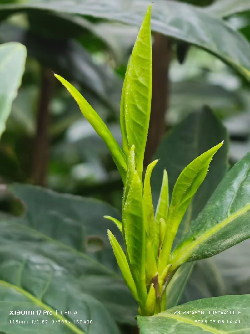 湖南湘西保靖黄金茶。