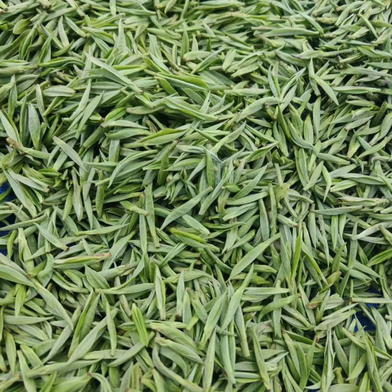 湖南湘西保靖黄金茶。