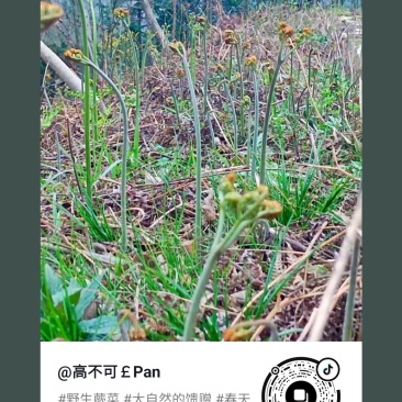 贵州威宁高山野生蕨菜