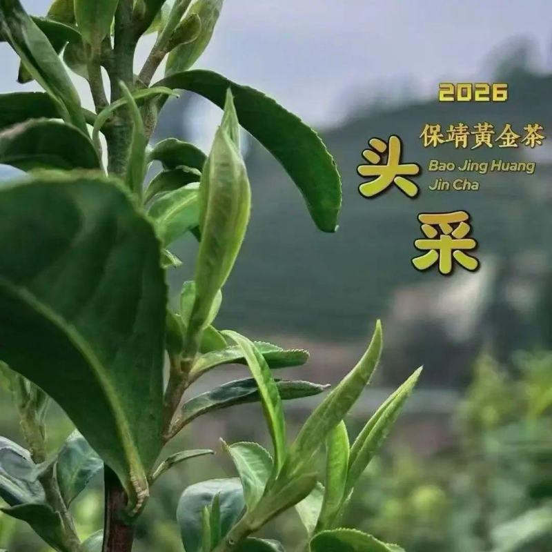 湖南湘西保靖黄金茶。