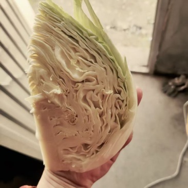 包菜